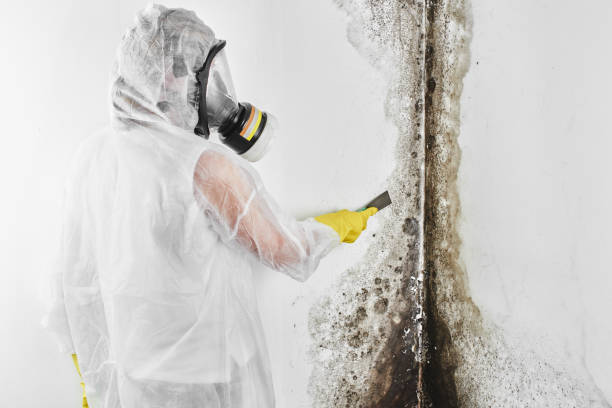 Mold Odor Removal Services in Lompoc, CA